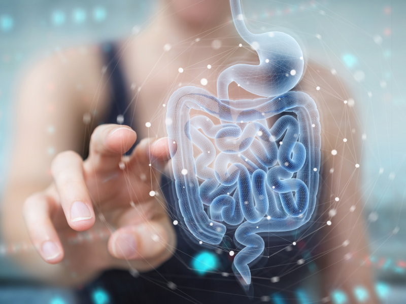Life Extension, blue digitized digestive system with woman behind hovering her hand 
